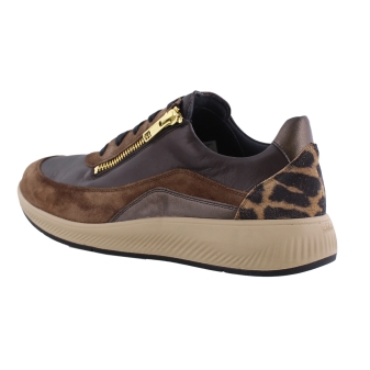 Solidus 56287 Halea bruin