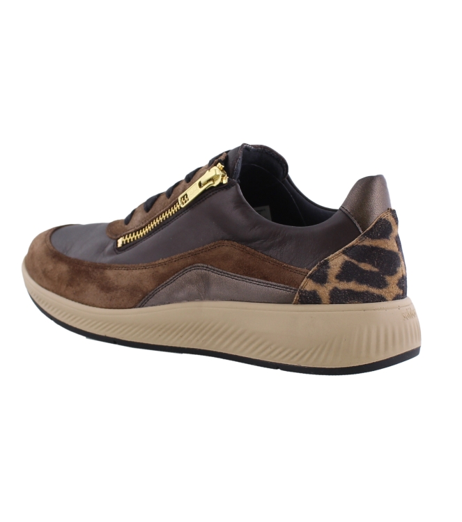 Solidus 56287 Halea bruin