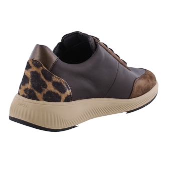 Solidus 56287 Halea bruin