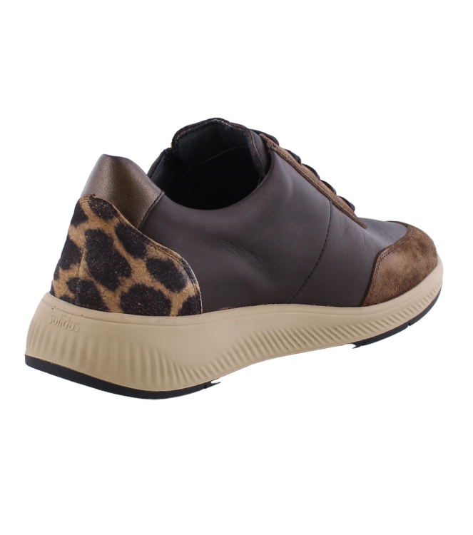 Solidus 56287 Halea bruin