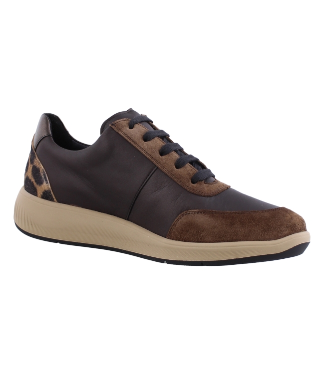 Solidus 56287 Halea bruin