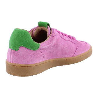 DWRS B11456 rose