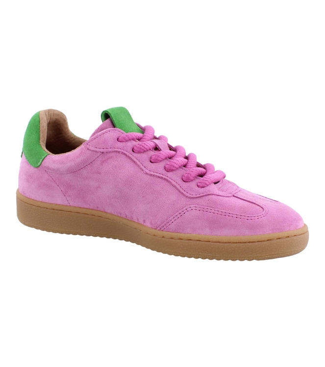 DWRS B11456 rose